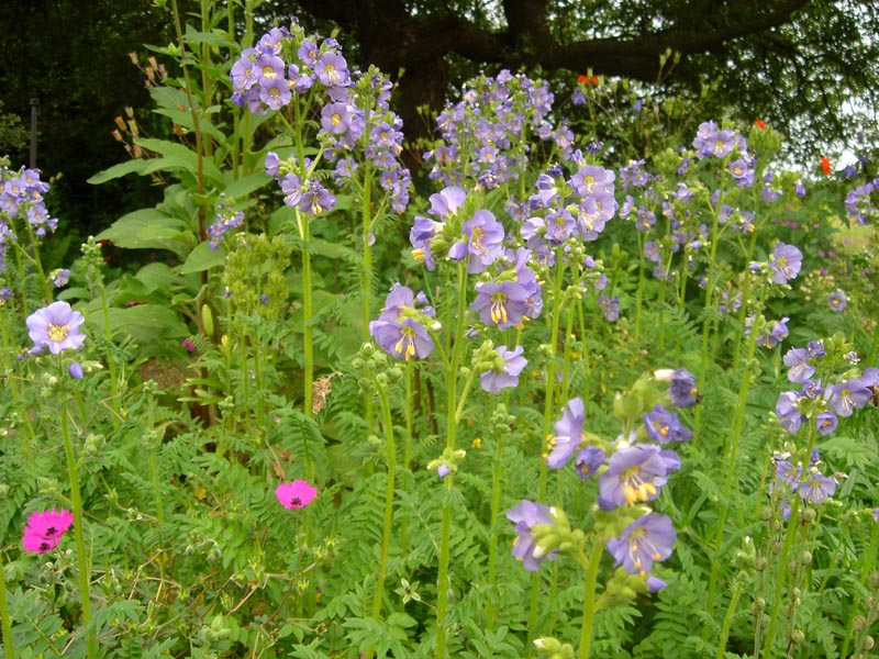 Polemonium boreale photo